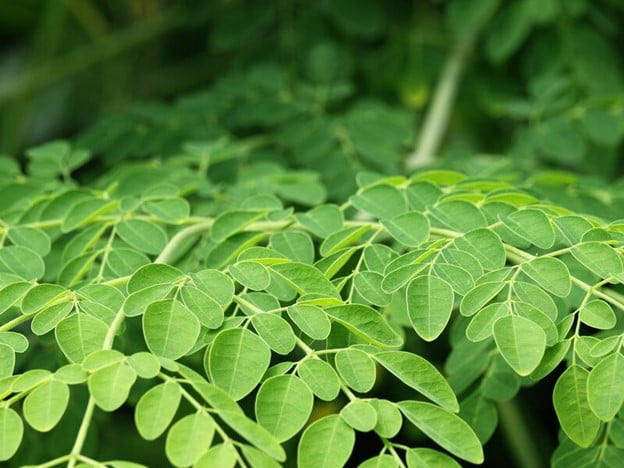 Picture1 | هلومگ | مورینگا چیست و چه خواصی دارد؟